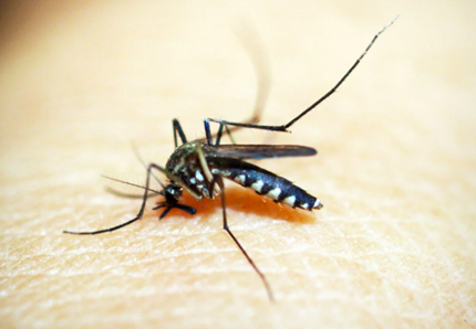 Ecco come proteggersi dalle zanzare